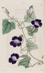 Maurandya barclaiana
